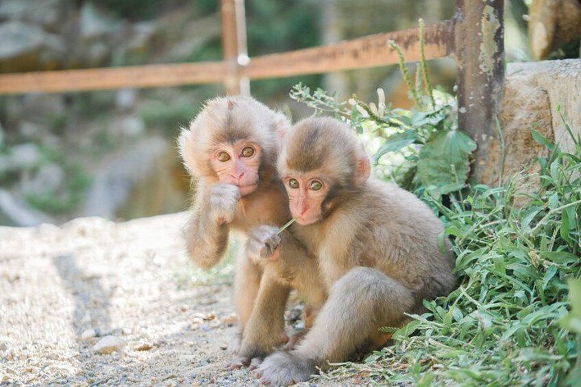 Full Day Snow Monkey Park and Togakushi Shrine Tour in Nagano 4