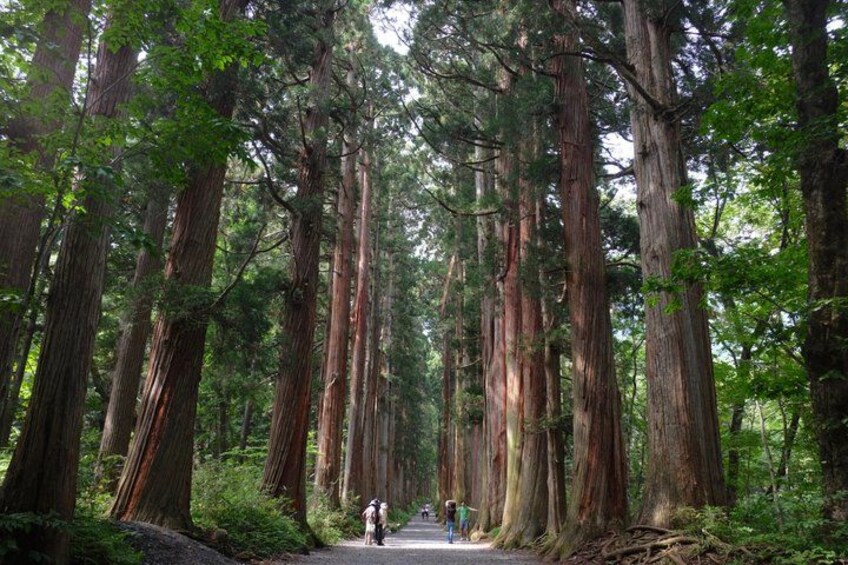 Full Day Snow Monkey Park and Togakushi Shrine Tour in Nagano 2