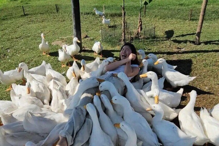 A person surrounded by a large group of white geese on a grassy field. 4