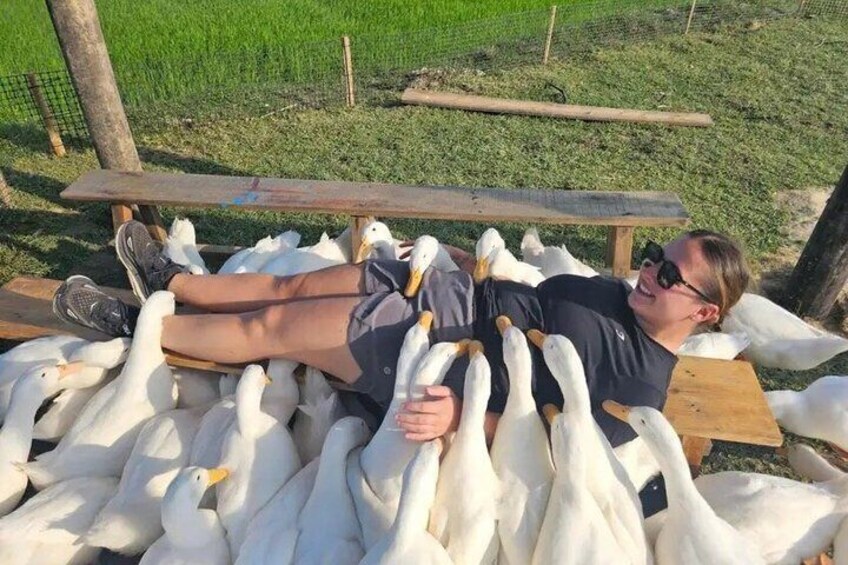 A person lying on a bench surrounded by geese. 2