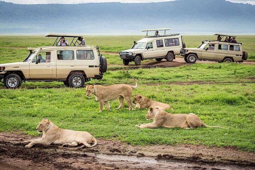A safari scene with vehicles and lions on a grassy plain. 3