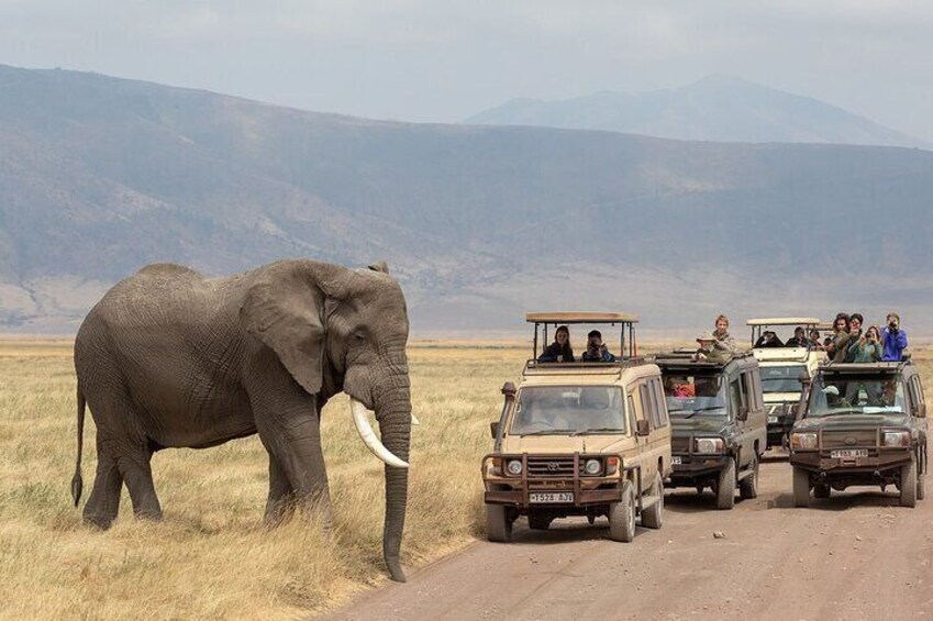 An elephant walking beside a safari vehicle on a dirt road with mountains in the background. 4