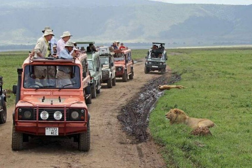 A safari vehicle convoy on a dirt road with lions in the grass. 2