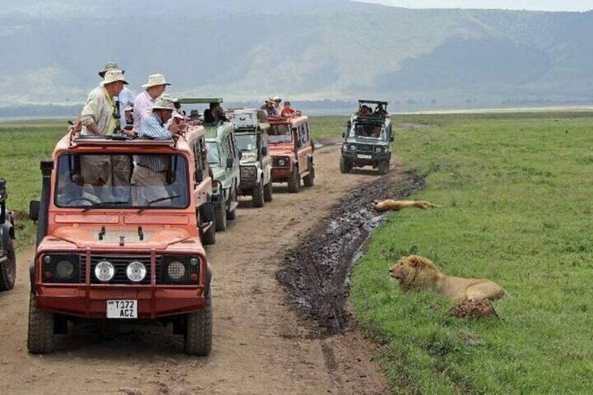 A safari tour with vehicles and a lion on a dirt path. 2