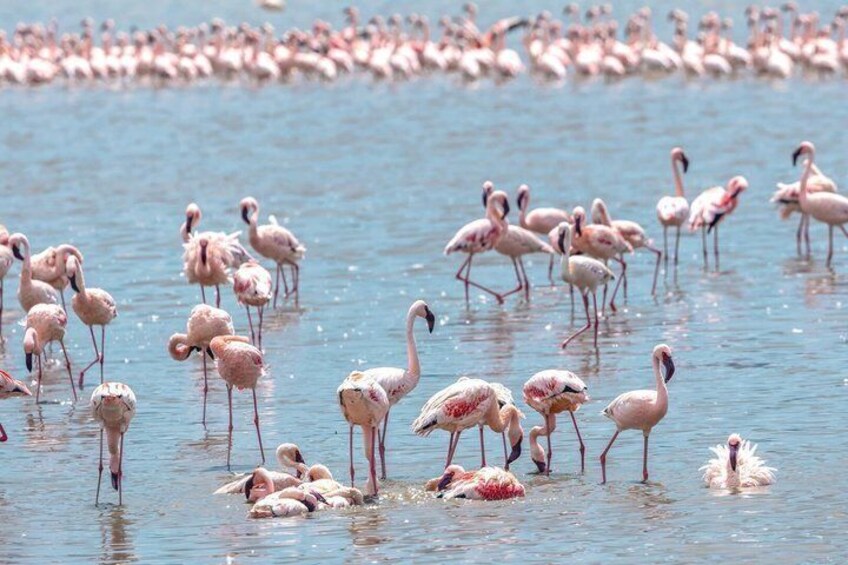 A large group of flamingos in shallow water. 1
