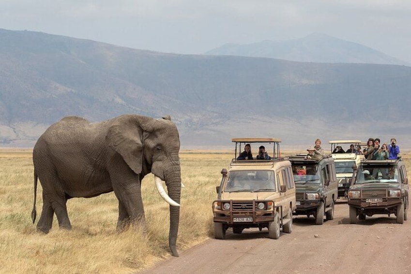 An elephant walking beside a road with safari vehicles. 3