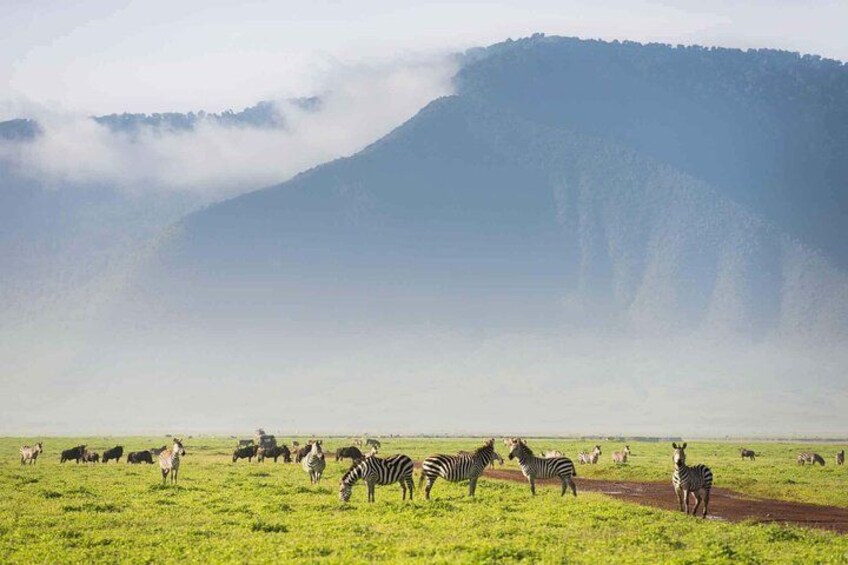 A herd of zebras grazing in a grassy field with a mountain in the background. 5