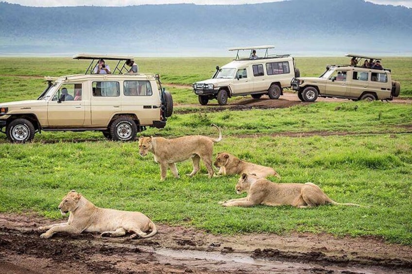 5-Day Arusha NP Tarangire Serengeti Ngorongoro 3