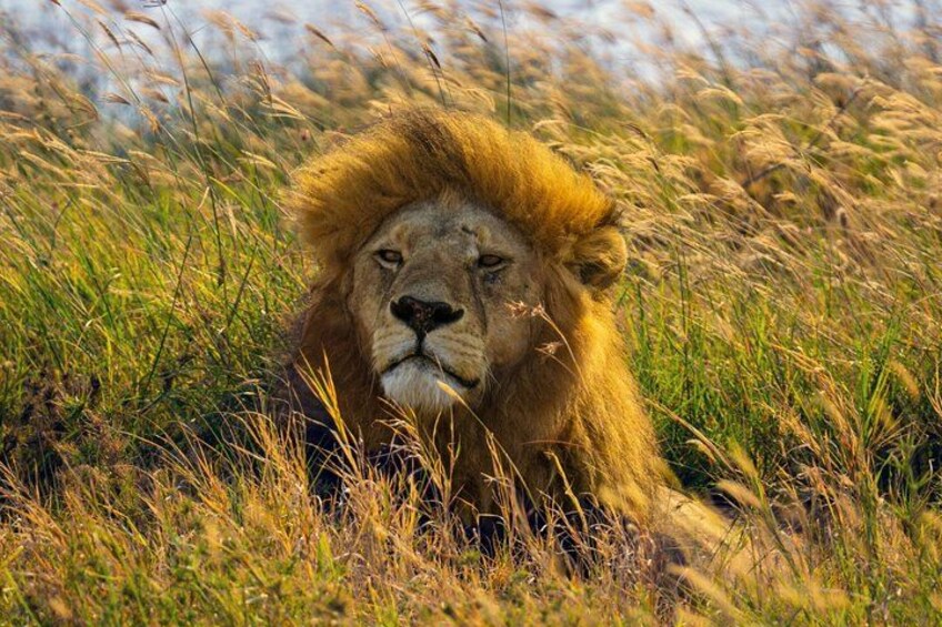 5-Day Arusha NP Tarangire Serengeti Ngorongoro 4