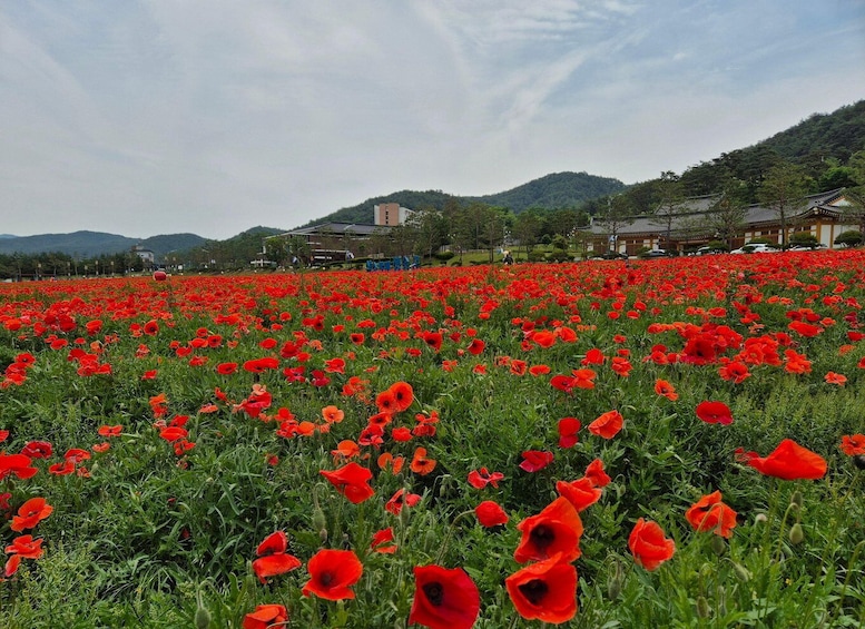 A field of red poppies with traditional buildings in the background. 4
