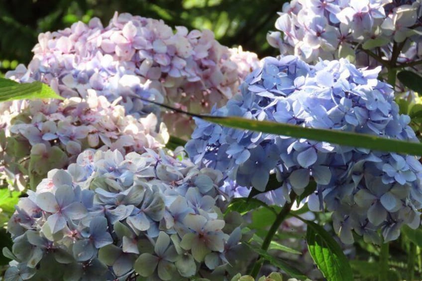 Clusters of hydrangea flowers in shades of blue and pink. 3