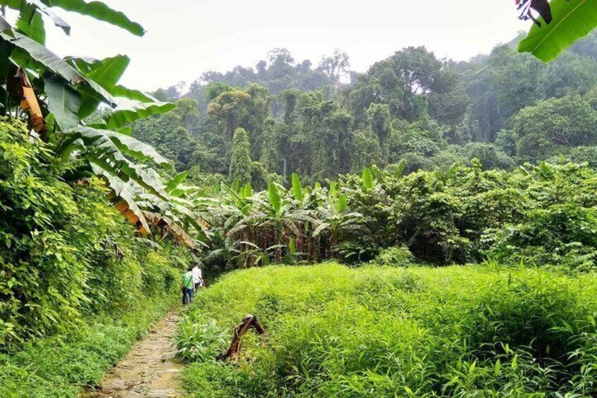 Un sendero estrecho de tierra que serpentea por un bosque frondoso, con vegetación densa y una persona caminando. 2