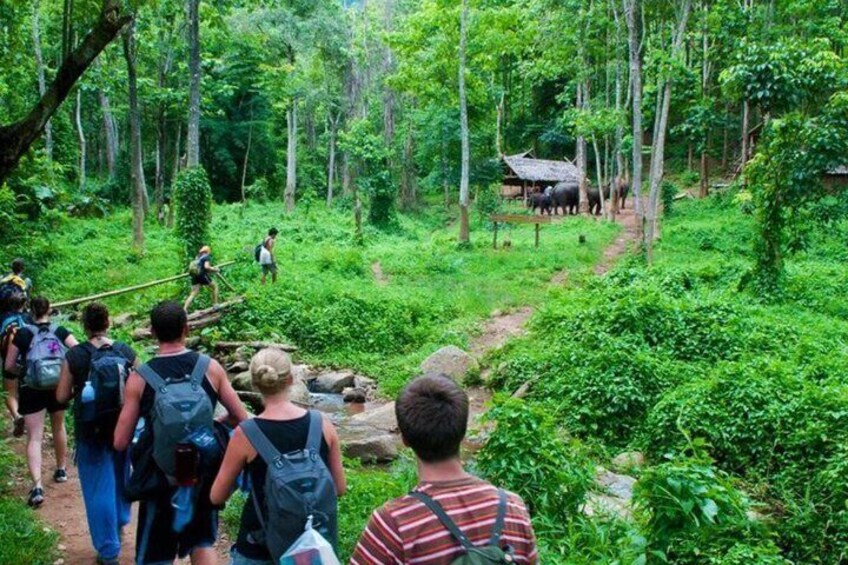 Un grupo de excursionistas en un sendero boscoso, con abundante vegetación y una pequeña cabaña al fondo. 1