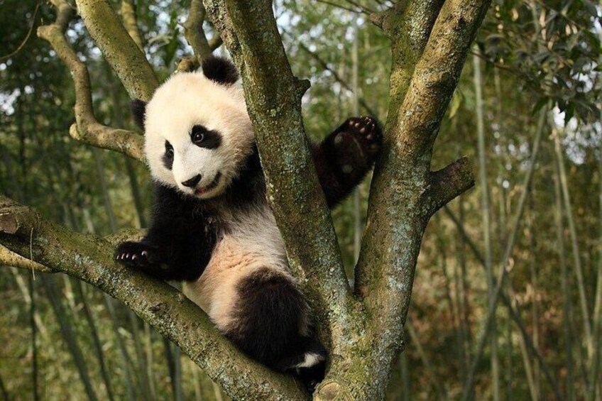 Chengdu Giant Panda Base Ticket / Optional Private Guide Service 4