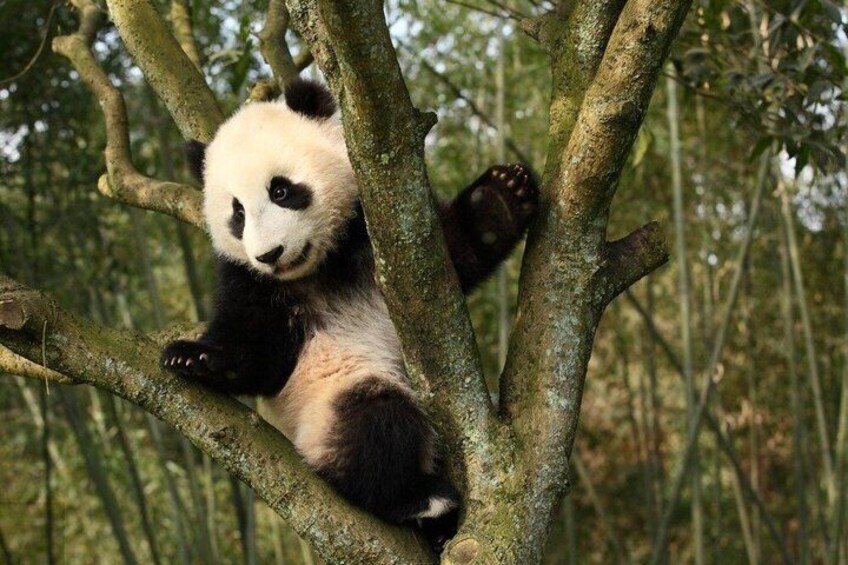 A panda climbing a tree in a forest. 4