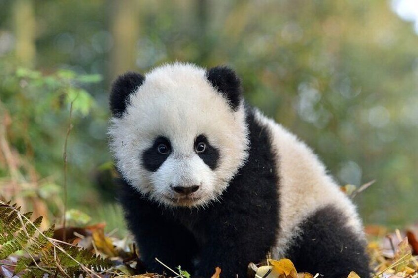 A panda cub in a forest. 1