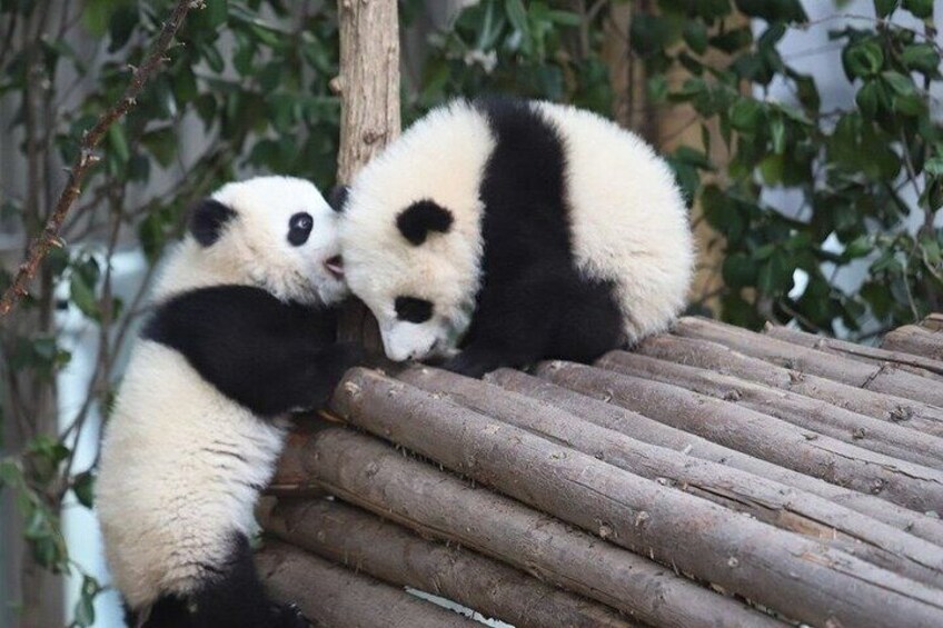 Chengdu Giant Panda Base Ticket / Optional Private Guide Service 3