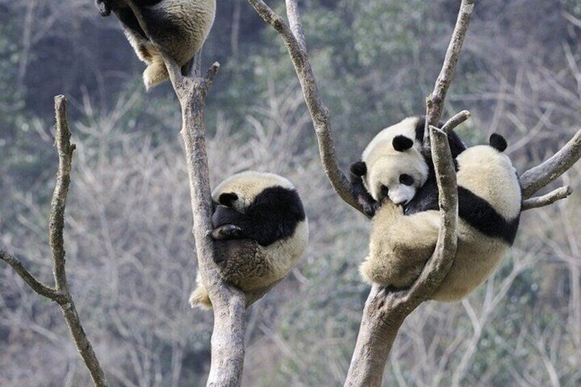 Chengdu Giant Panda Base Ticket / Optional Private Guide Service 5