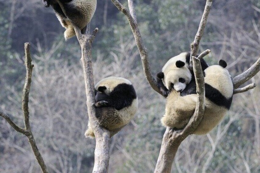 Pandas resting on tree branches in a natural setting. 5