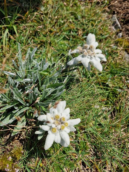 Two white flowers with yellow centers in a grassy field. 4