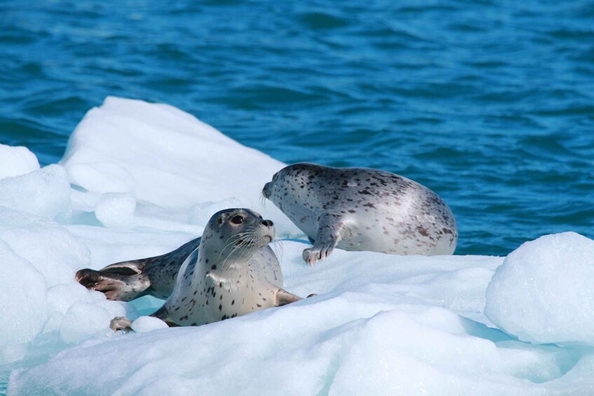 Two seals on ice with a blue ocean in the background. 2
