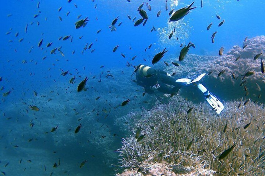 Un plongeur entouré de poissons dans un environnement sous-marin clair et d’un bleu profond. 4