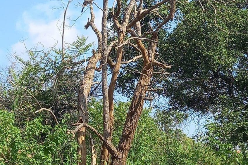 Un arbre doté d’un tronc épais et de branches clairsemées, entouré d’un feuillage vert et luxuriant. 5