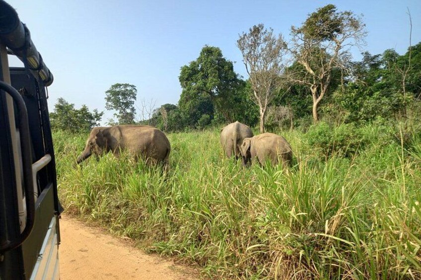 Des éléphants dans un champ herbeux, avec des arbres en arrière-plan. 4