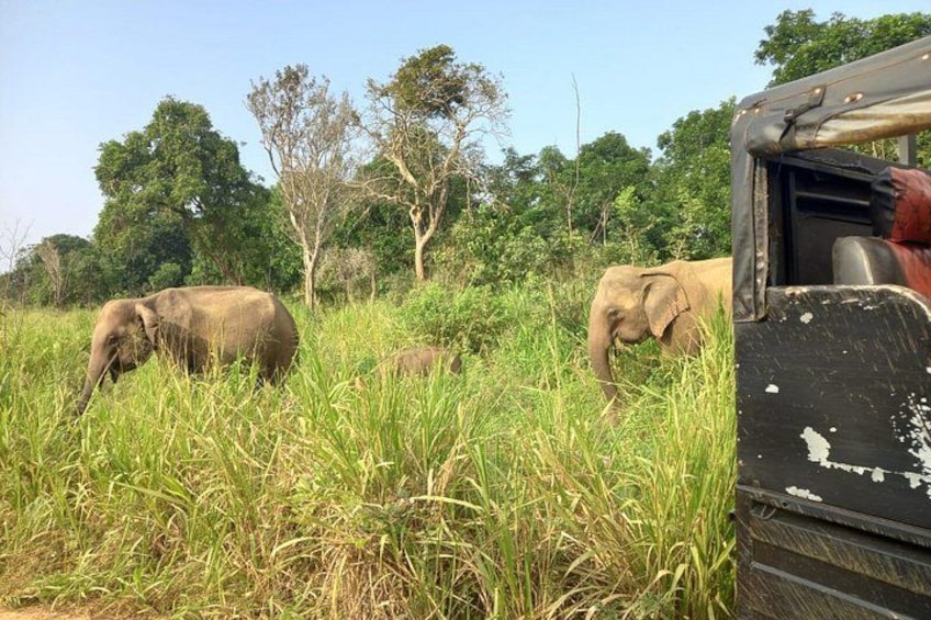 Des éléphants dans un champ herbeux, avec des arbres en arrière-plan. 2