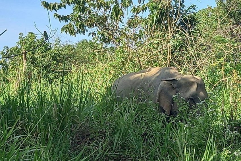 Un éléphant se trouve dans une zone herbeuse, avec des arbres en arrière-plan. 1