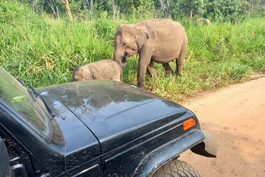 Un véhicule noir est garé sur un chemin de terre, avec des éléphants en arrière-plan. 3