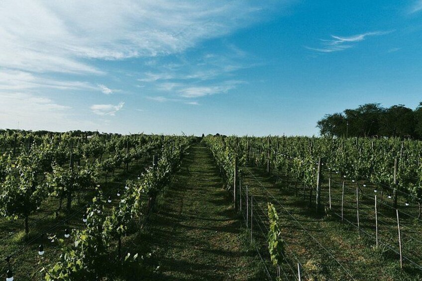 Viñedo con hileras de parras bajo un cielo despejado. 5