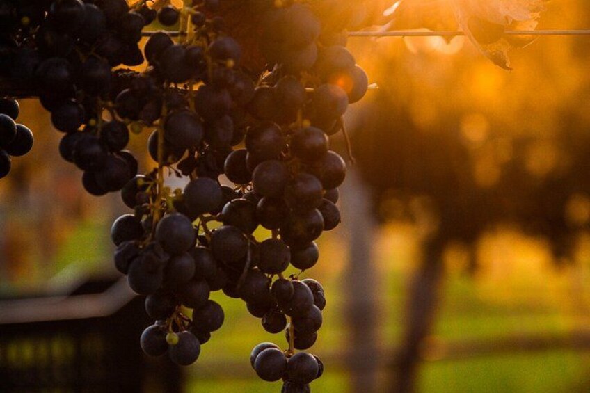 Un racimo de uvas oscuras colgando de una vid. 2