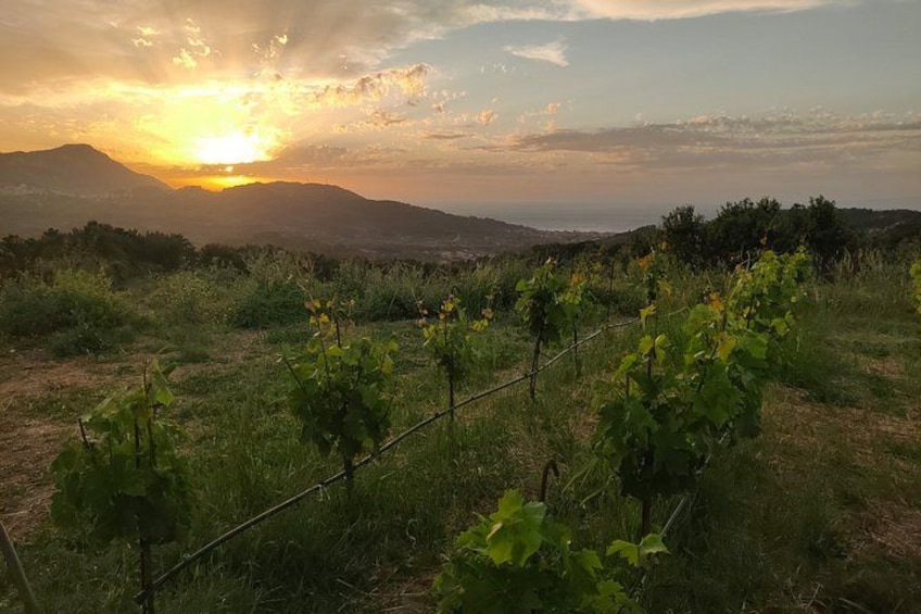 A vineyard with rows of grapevines, a sunset in the background, and mountains in the distance. 2