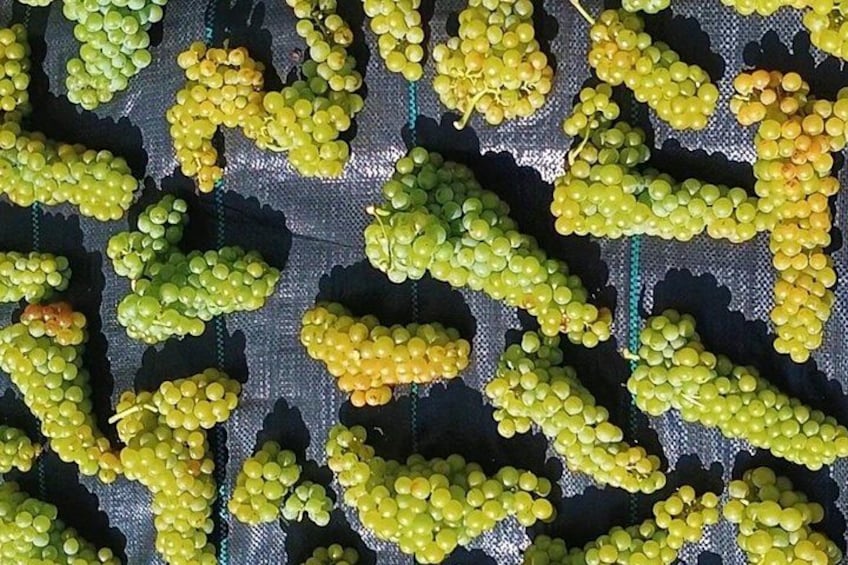 Clusters of green and yellow grapes on a dark fabric background. 3