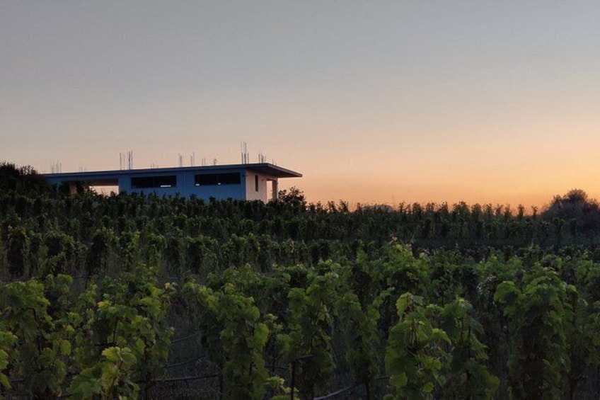 Samos: Wine Tasting at Kostaki Organic Winery 5