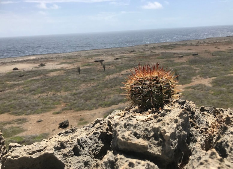 A cactus on a rocky outcrop with a coastal landscape in the background. 1