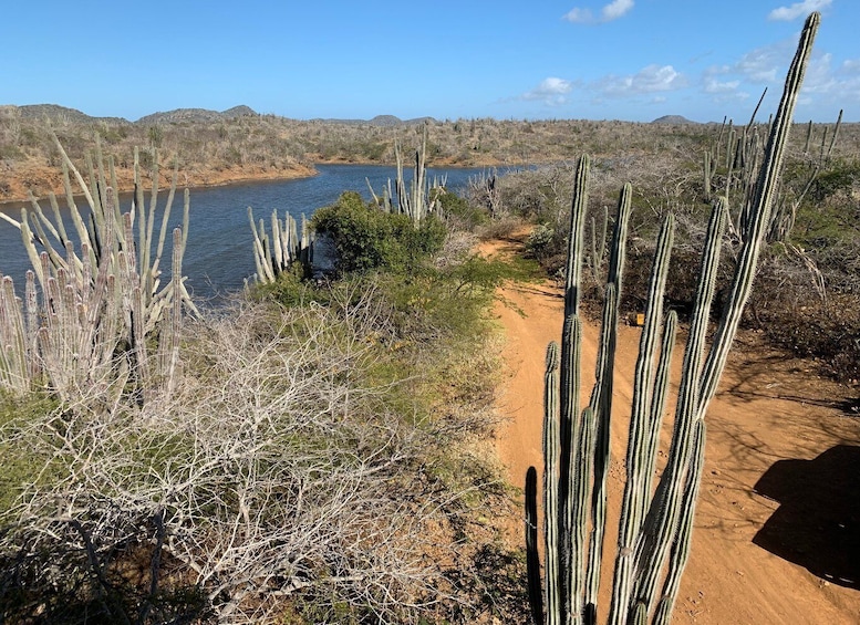 A desert landscape with a dirt path, cacti, and a body of water. 4