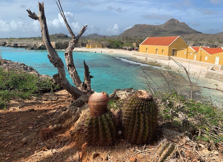 A coastal landscape with a cactus, a beach, and yellow buildings. 1
