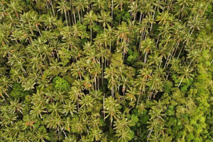 A dense forest of tall palm trees. 1