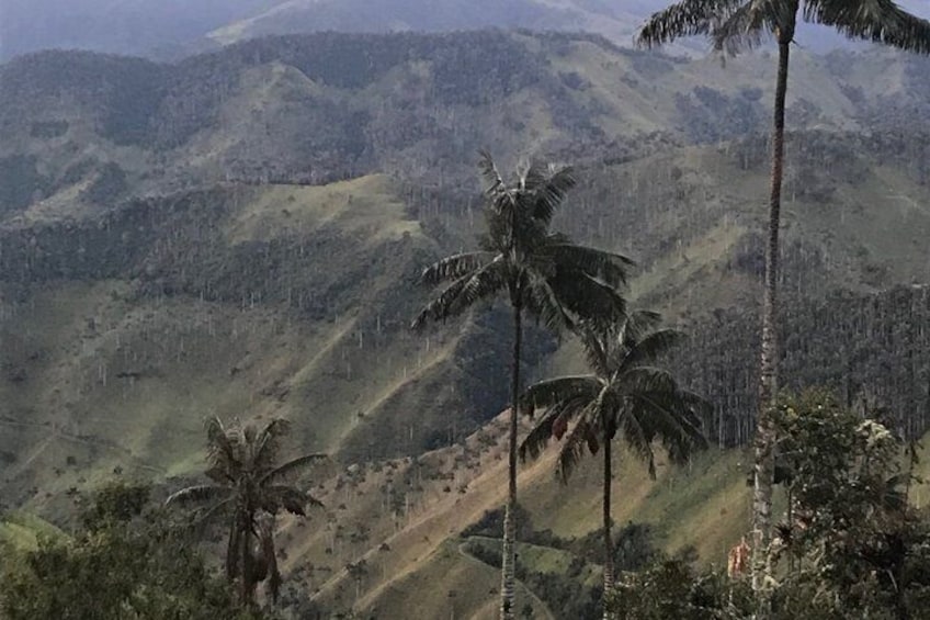 A mountainous landscape with palm trees. 4