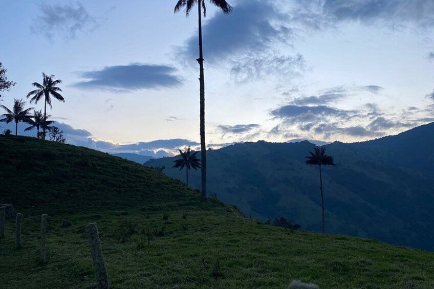 Wax Palm Sanctuary Expedition 3