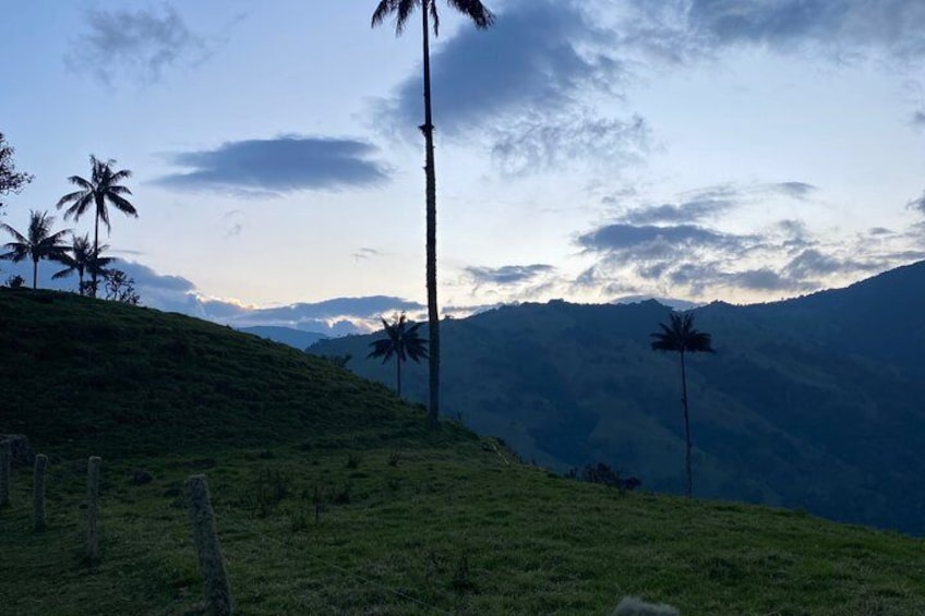 A grassy hill with palm trees and a mountain range in the background. 3