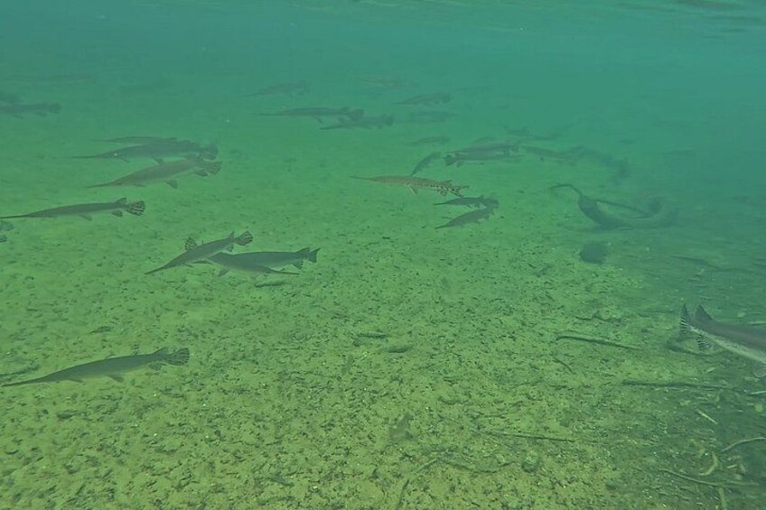 Florida Kayak/Fishing Tours Blue Springs Orlando 2