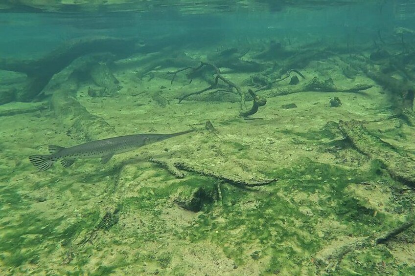 Florida Kayak/Fishing Tours Blue Springs Orlando 5