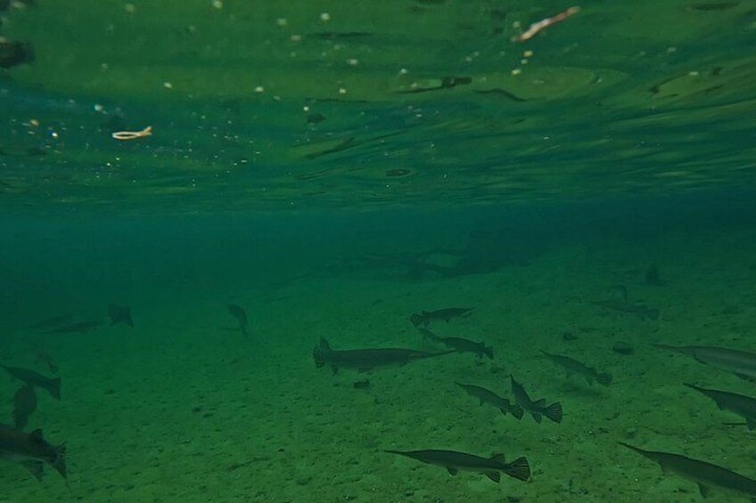 Florida Kayak/Fishing Tours Blue Springs Orlando 4