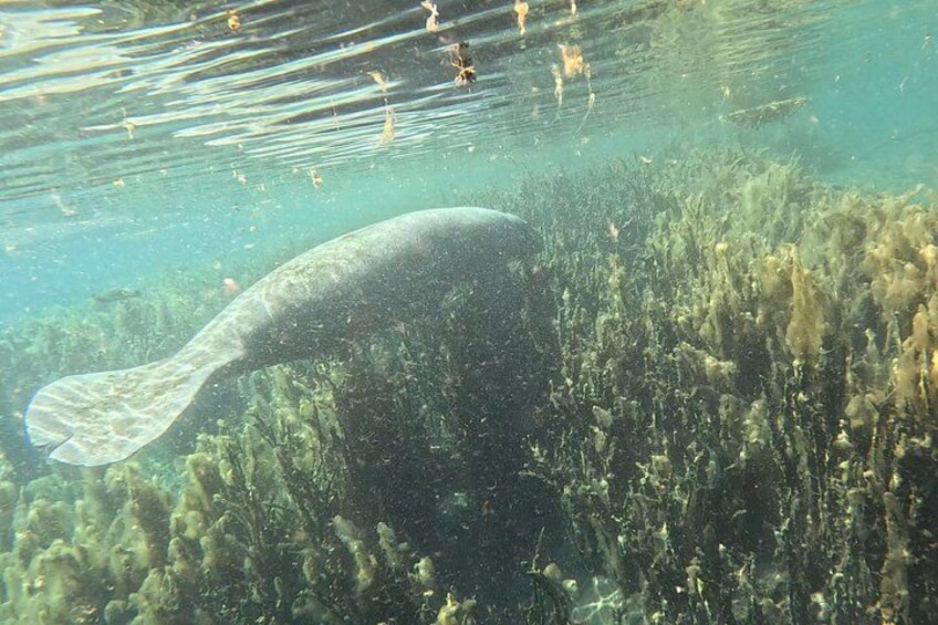 Florida Kayak/Fishing Tours Blue Springs Orlando 3