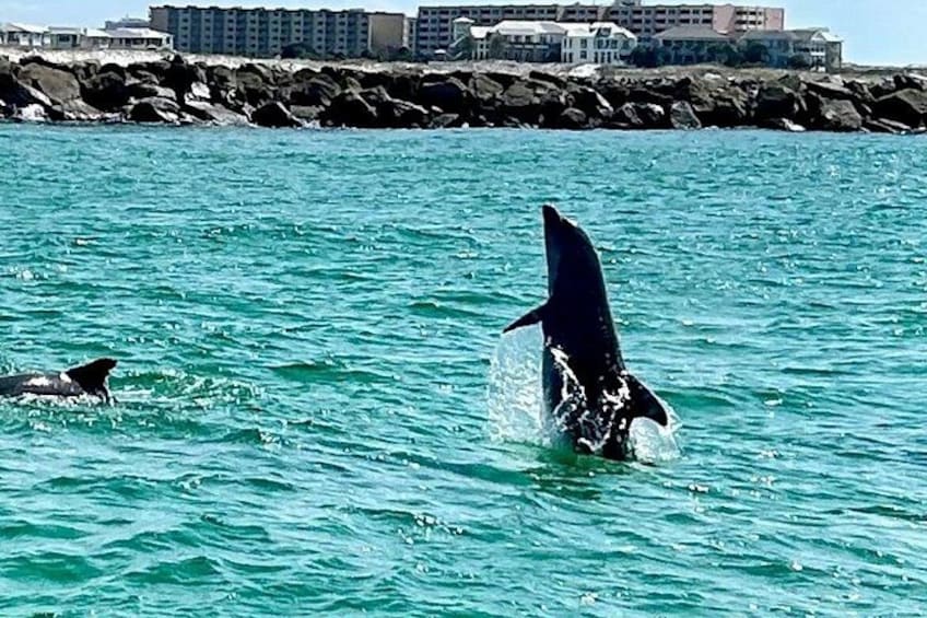 Dolphin and Destin Harbor Inlet Cruise Early Afternoon 5