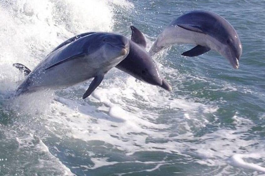 Dolphin and Destin Harbor Inlet Cruise Early Afternoon 4