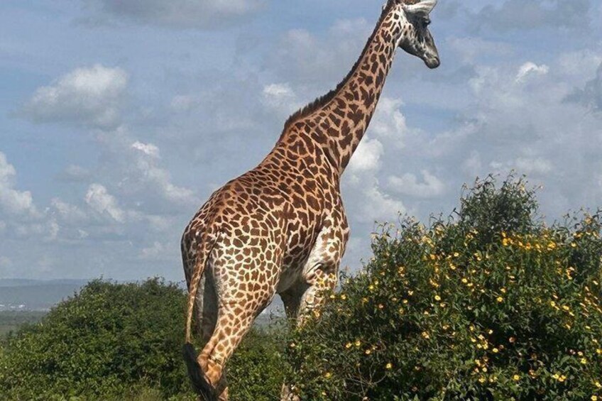 Una giraffa in un paesaggio naturale con alberi e cielo nuvoloso. 2